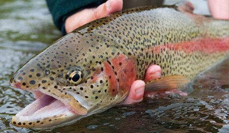 Trout Fishing in Helvetia